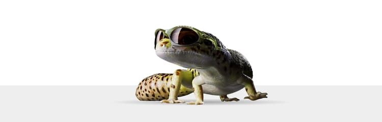 D_Geko